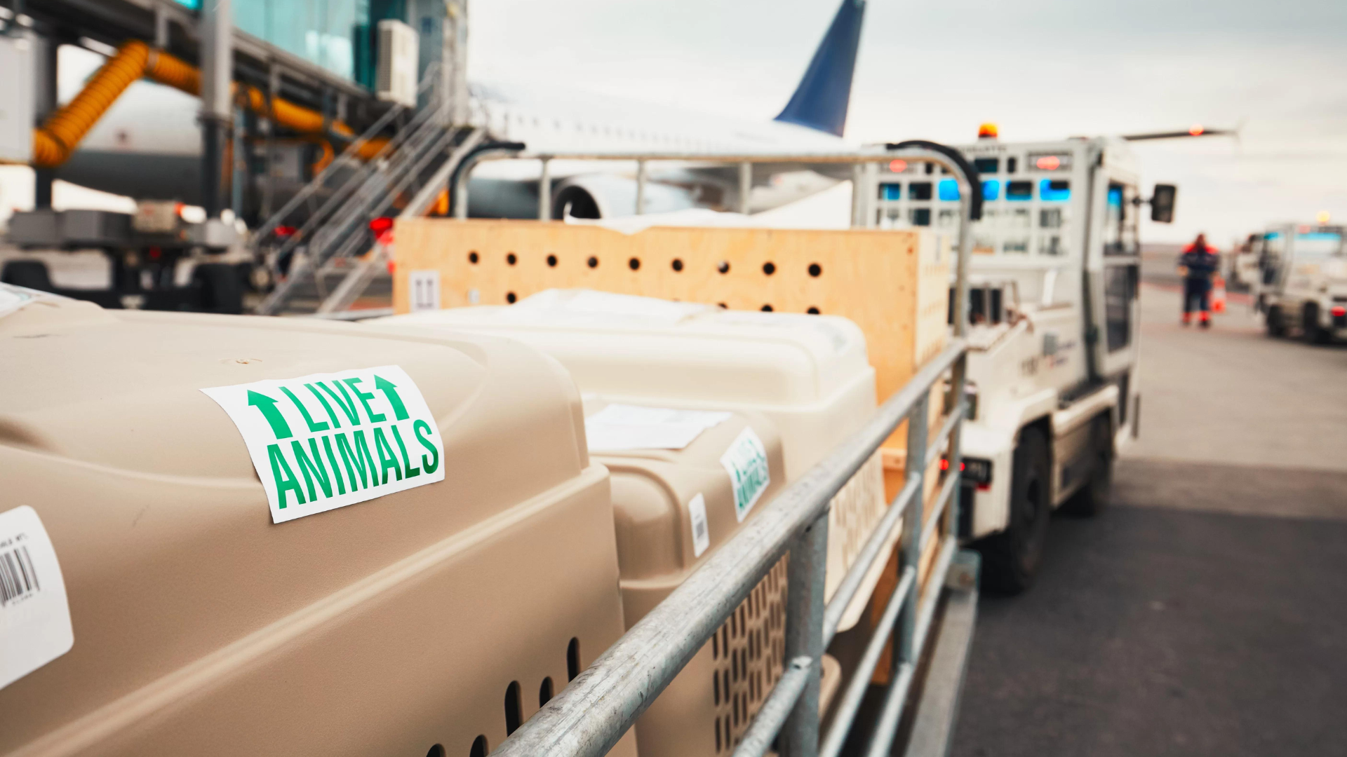 Read more about the article Pet Shipping Ground Vs. Air Cargo
